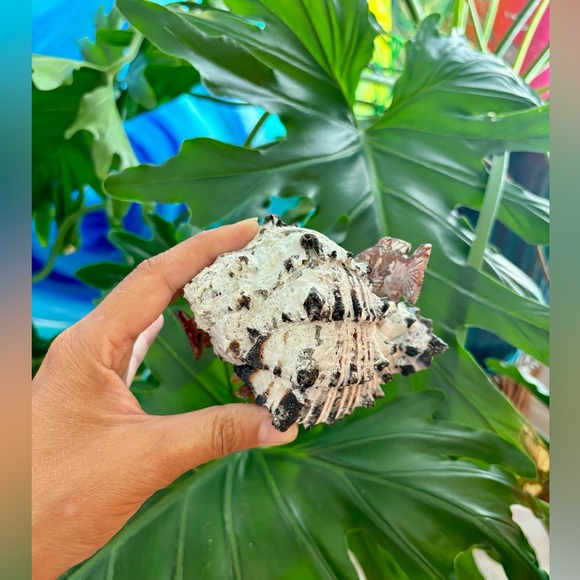 Fish Carvings on Seashell with Citrine - Picture 6 of 7